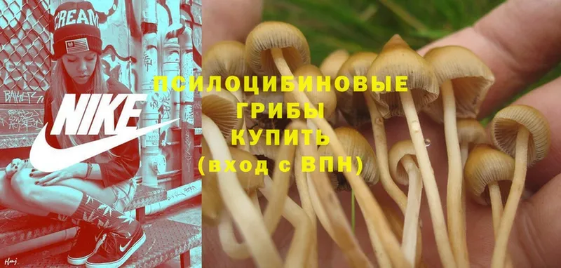 Псилоцибиновые грибы MAGIC MUSHROOMS Кимры